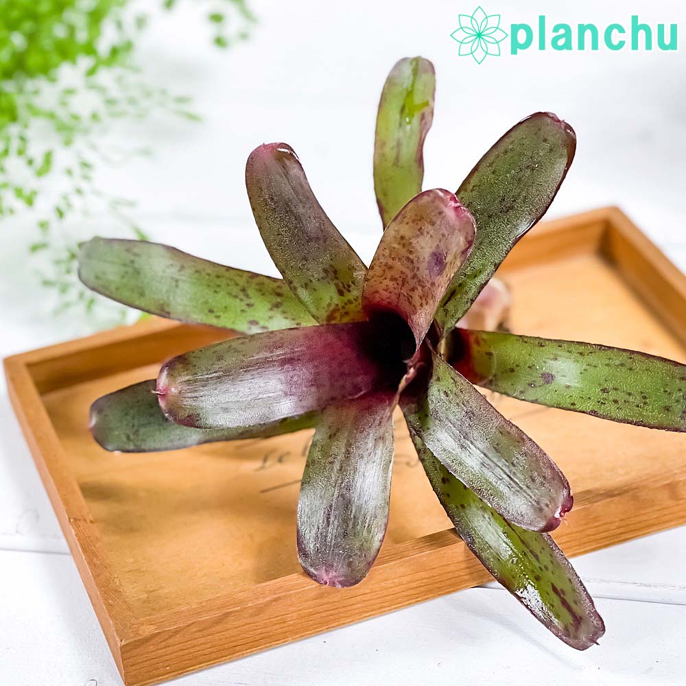 PLANCHU 観葉植物 ネオレゲリア アマゾン 1株 育て方説明書付き