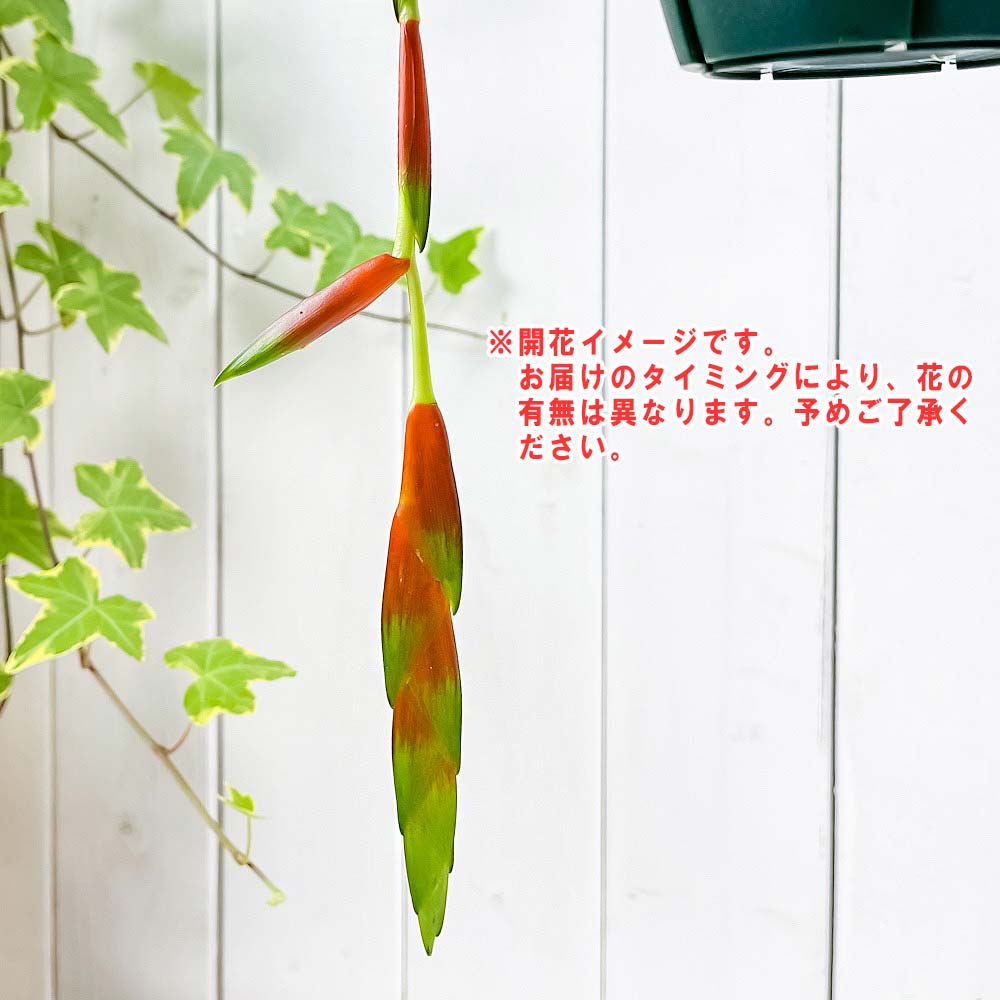 PLANCHU 観葉植物 フリーセア シンプレックス ギガンティア 4号吊り鉢 育て方説明書付き Vriesea simplex ‘Gigantea’ ブロメリア タンクブロメリア