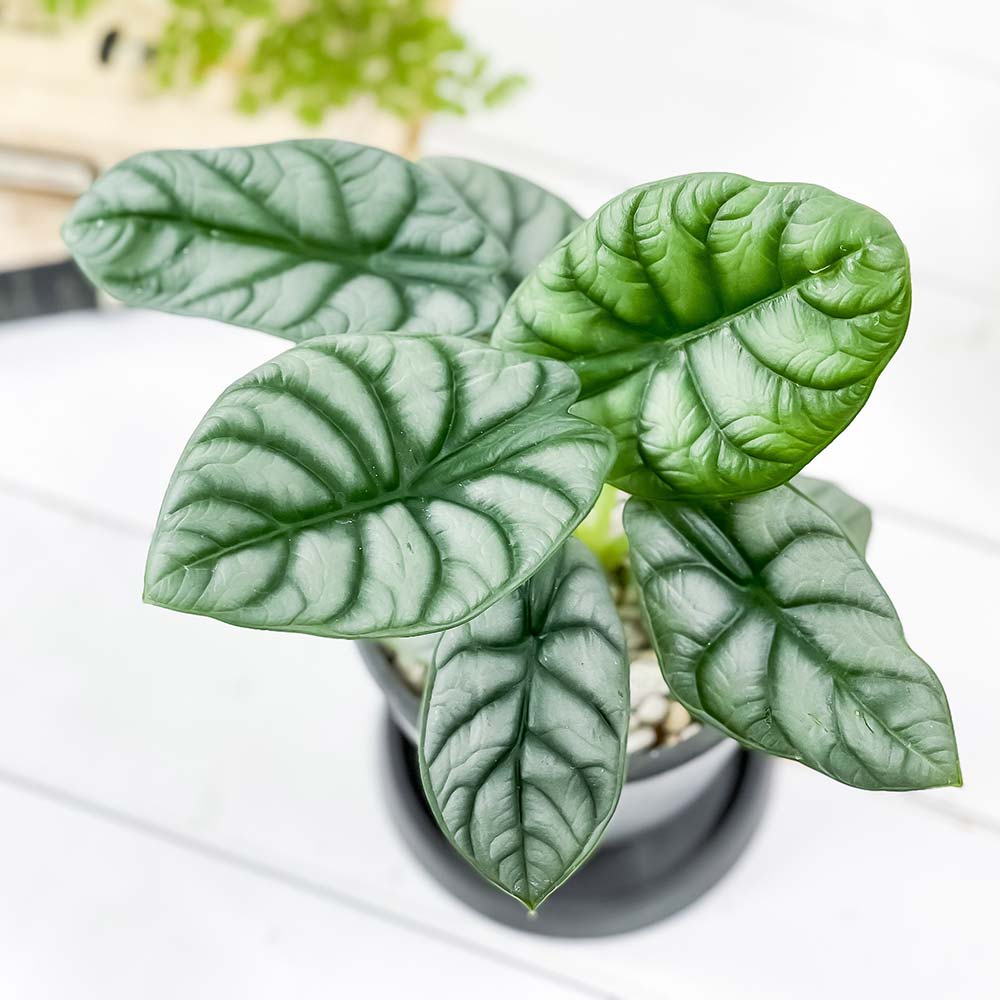 PLANCHU 観葉植物 アロカシア シルバードラゴン 4号樹脂鉢 ダークグレー サスティー付き 受け皿付き 育て方説明書付き Alocasia ‘Silver Dragon’ アロイド