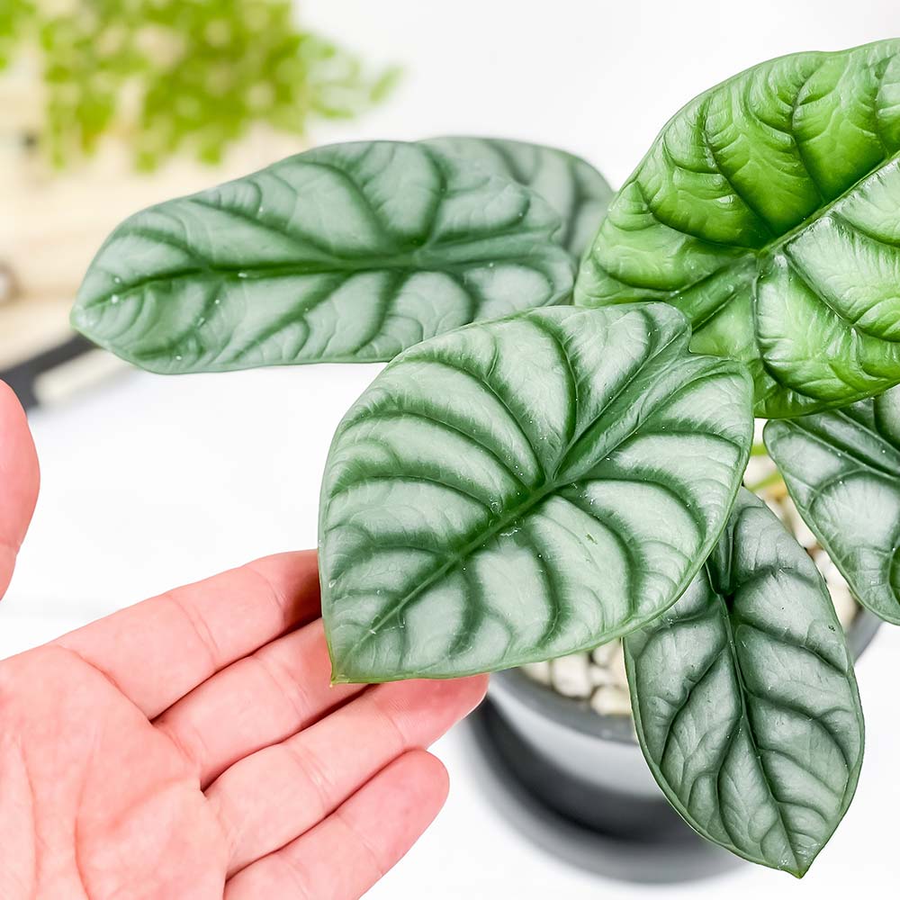 PLANCHU 観葉植物 アロカシア シルバードラゴン 4号樹脂鉢 ダークグレー サスティー付き 受け皿付き 育て方説明書付き Alocasia ‘Silver Dragon’ アロイド