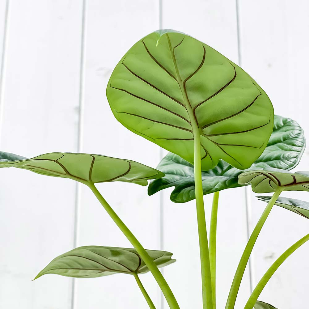 PLANCHU 観葉植物 アロカシア シルバードラゴン 4号樹脂鉢 ダークグレー サスティー付き 受け皿付き 育て方説明書付き Alocasia ‘Silver Dragon’ アロイド