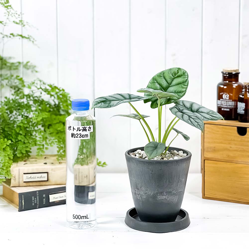 PLANCHU 観葉植物 アロカシア シルバードラゴン 4号樹脂鉢 ダークグレー サスティー付き 受け皿付き 育て方説明書付き Alocasia ‘Silver Dragon’ アロイド