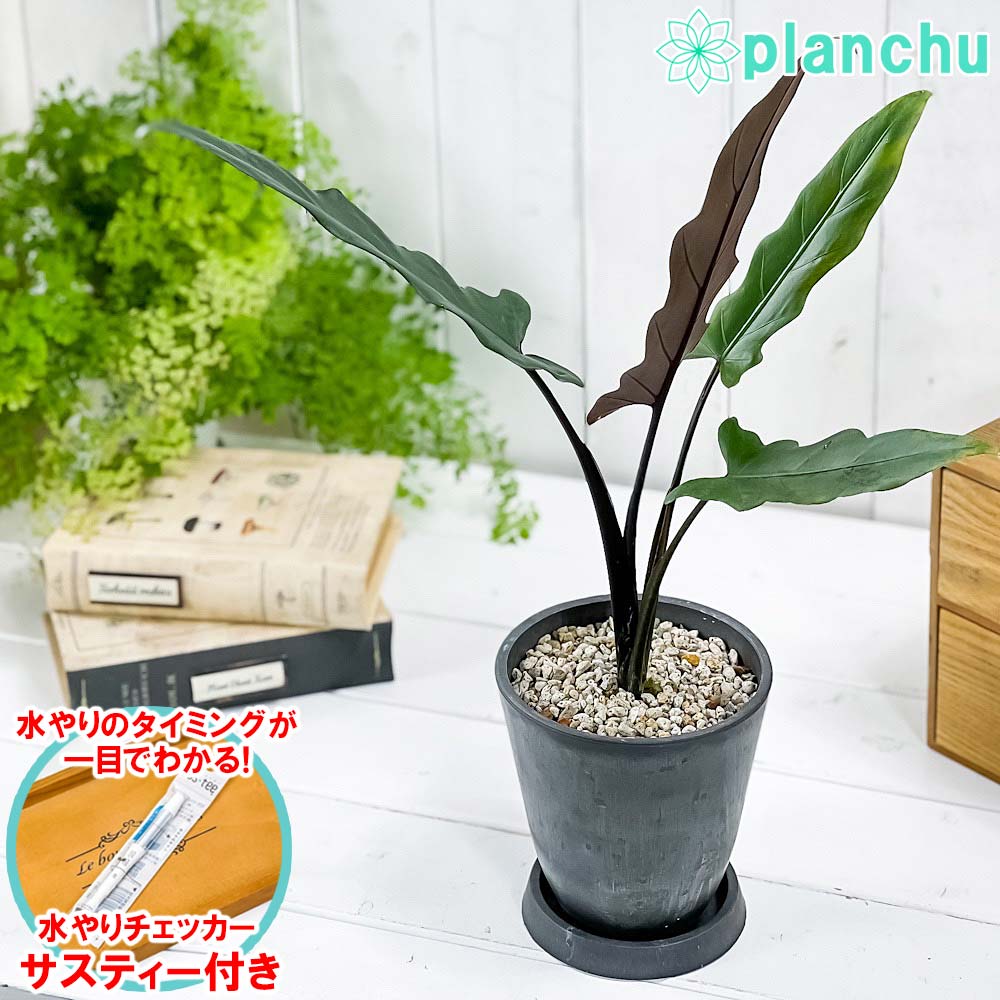 PLANCHU 観葉植物 アロカシア ラウテルバキアナ 4号樹脂鉢 ダークグレー サスティー付き 受け皿付き 育て方説明書付き Alocasia lauterbachiana アロイド