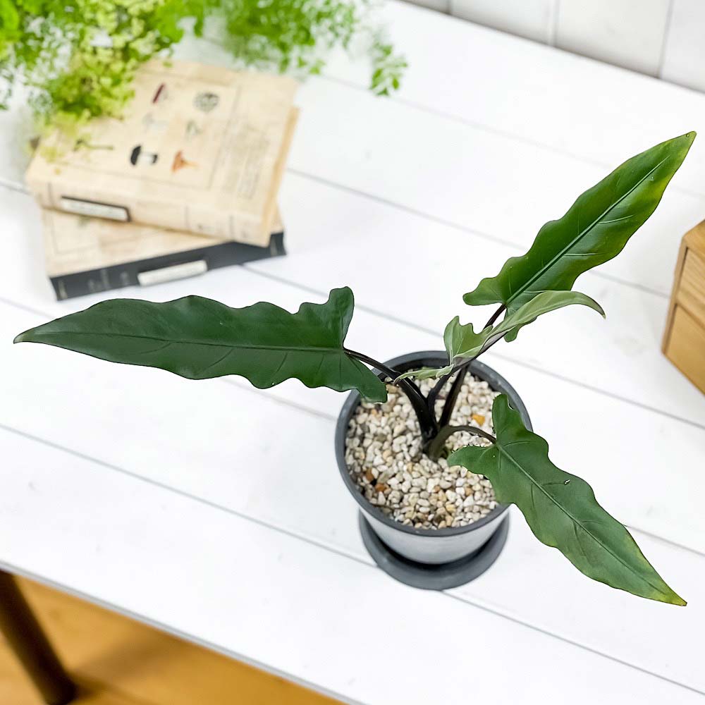 PLANCHU 観葉植物 アロカシア ラウテルバキアナ 4号樹脂鉢 ダークグレー サスティー付き 受け皿付き 育て方説明書付き Alocasia lauterbachiana アロイド