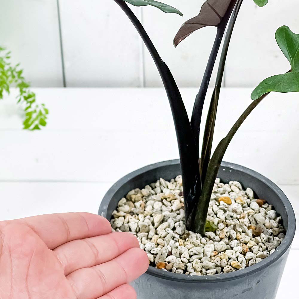 PLANCHU 観葉植物 アロカシア ラウテルバキアナ 4号樹脂鉢 ダークグレー サスティー付き 受け皿付き 育て方説明書付き Alocasia lauterbachiana アロイド