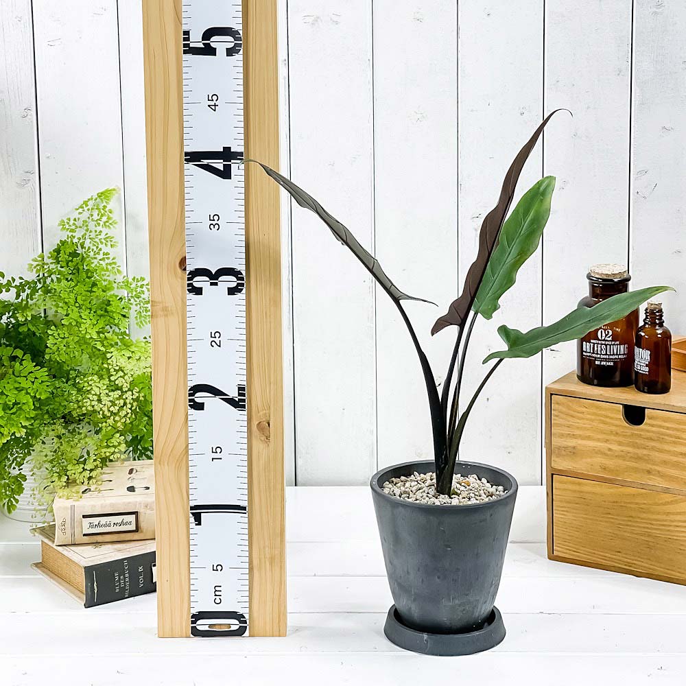 PLANCHU 観葉植物 アロカシア ラウテルバキアナ 4号樹脂鉢 ダークグレー サスティー付き 受け皿付き 育て方説明書付き Alocasia lauterbachiana アロイド