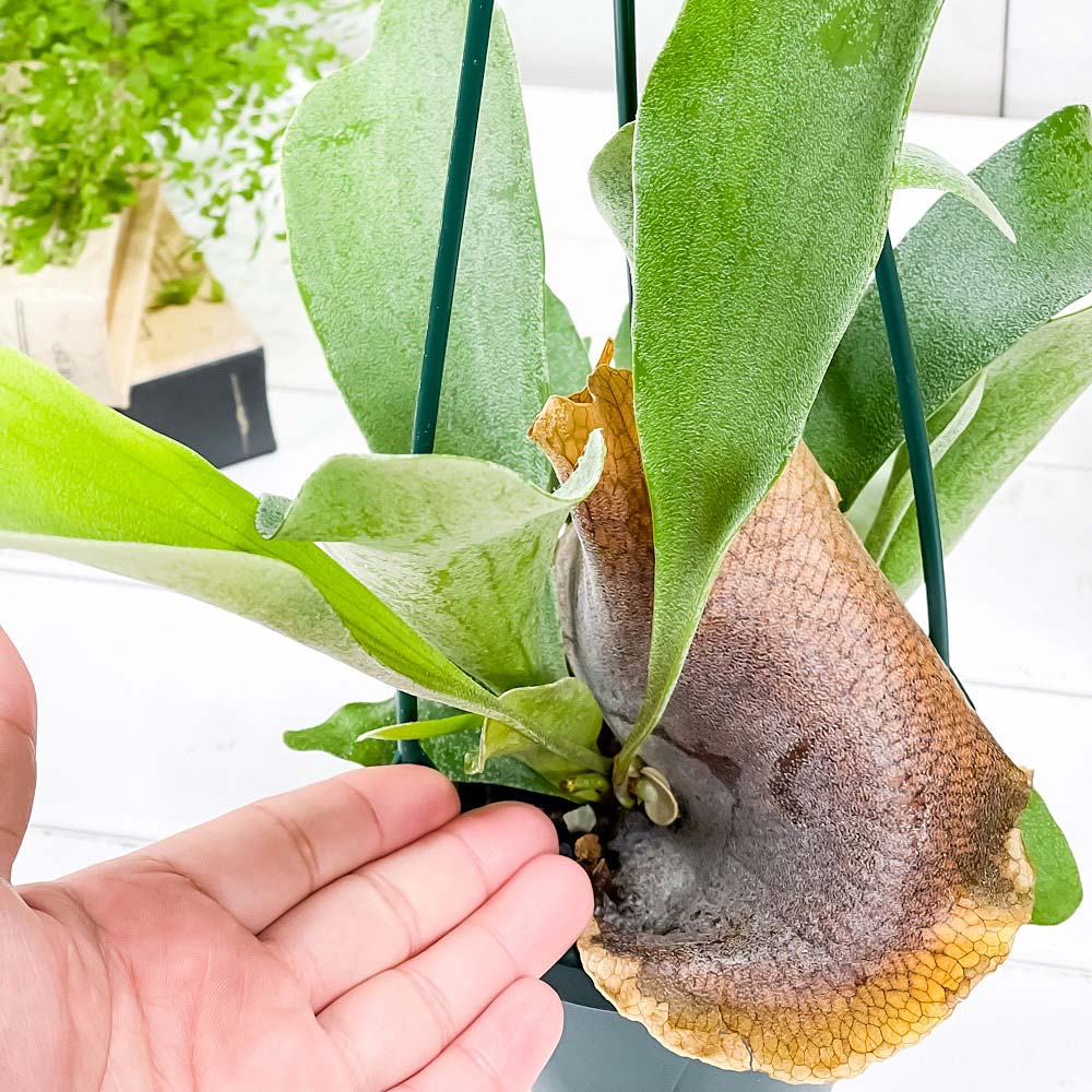 PLANCHU 観葉植物 プラティケリウム アルキコルネ 4号吊り鉢 育て方説明書付き Platycerium alcicorne アルシコルネ ビカクシダ コウモリラン シダ植物