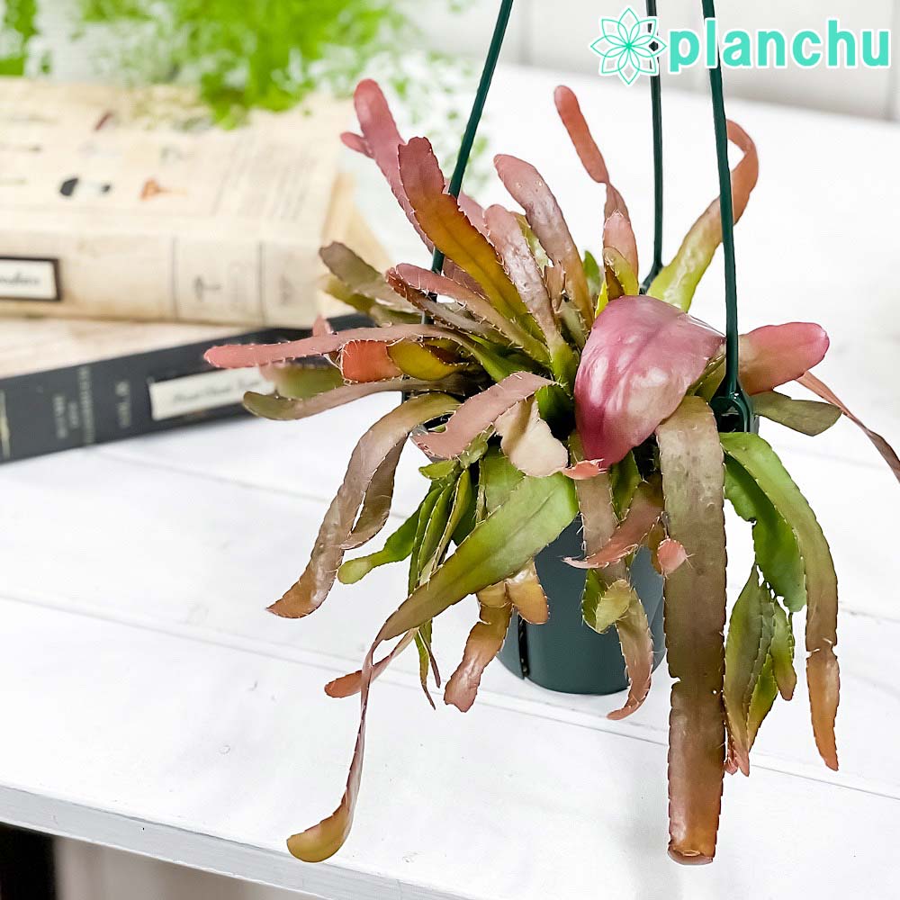 PLANCHU 観葉植物 プセウドリプサリス ラムローサ 4号吊り鉢 育て方説明書付き Pseudorhipsalis ramulosa 森林性サボテン
