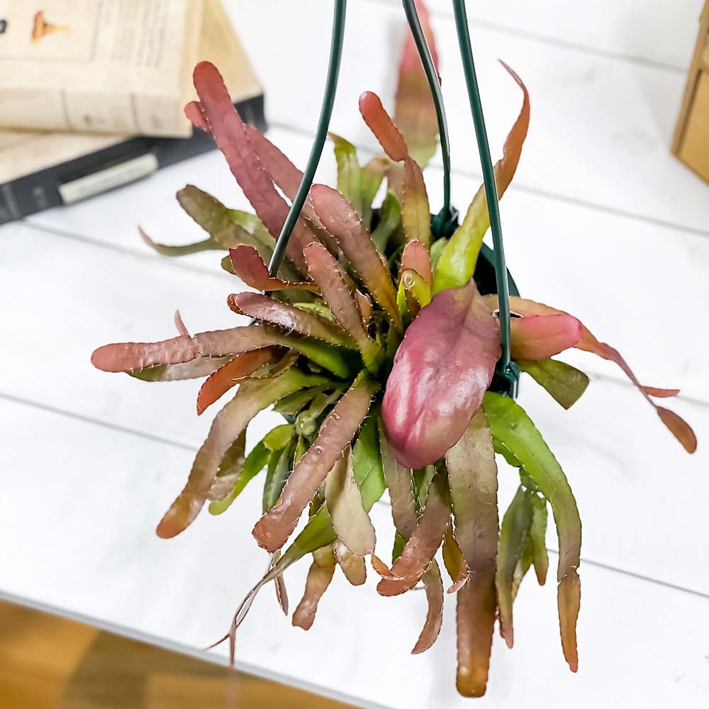 PLANCHU 観葉植物 プセウドリプサリス ラムローサ 4号吊り鉢 育て方説明書付き Pseudorhipsalis ramulosa 森林性サボテン