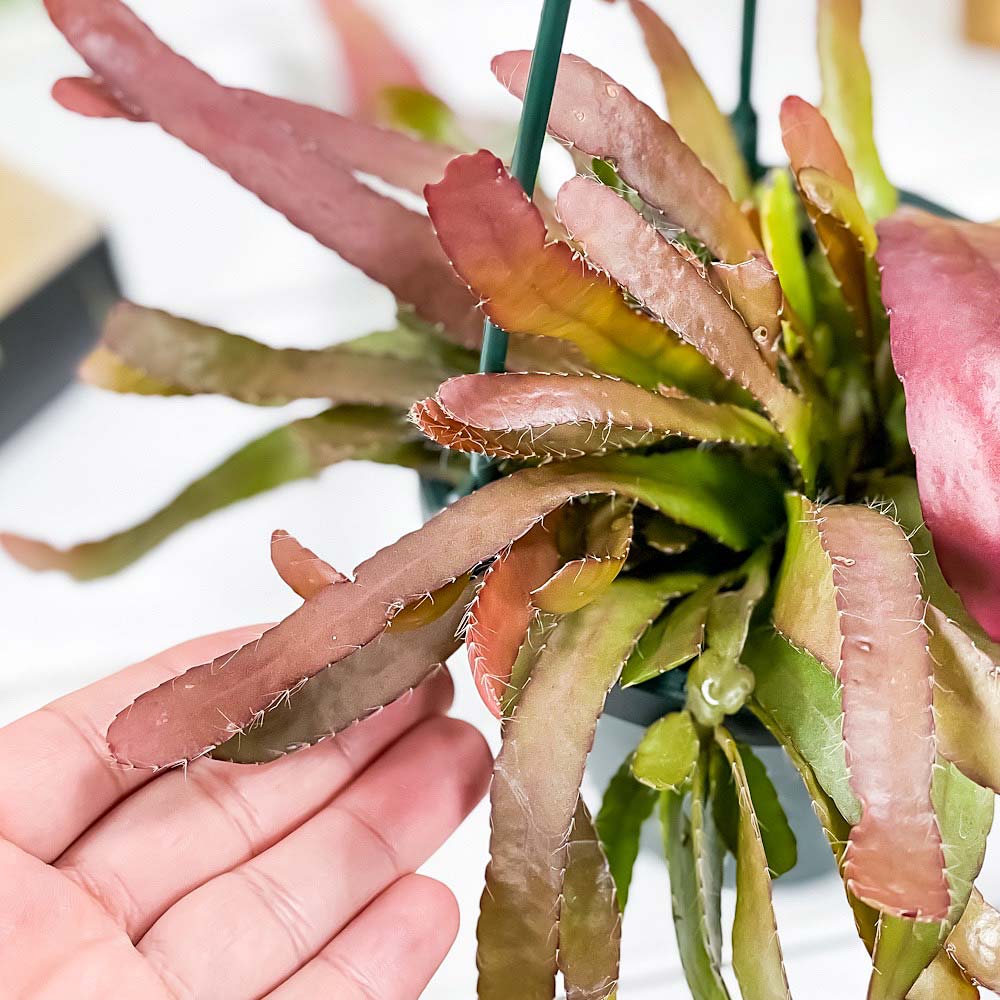 PLANCHU 観葉植物 プセウドリプサリス ラムローサ 4号吊り鉢 育て方説明書付き Pseudorhipsalis ramulosa 森林性サボテン