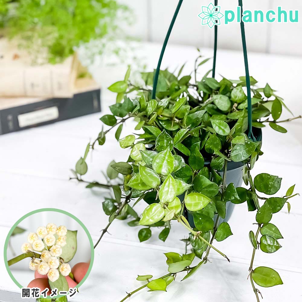 PLANCHU 観葉植物 ホヤ クローニアナ グローエン 4号吊り鉢 育て方説明書付き Hoya krohniana ‘Groen’ ガガイモ サクララン 桜蘭