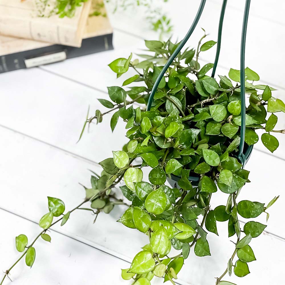 PLANCHU 観葉植物 ホヤ クローニアナ グローエン 4号吊り鉢 育て方説明書付き Hoya krohniana ‘Groen’ ガガイモ サクララン 桜蘭