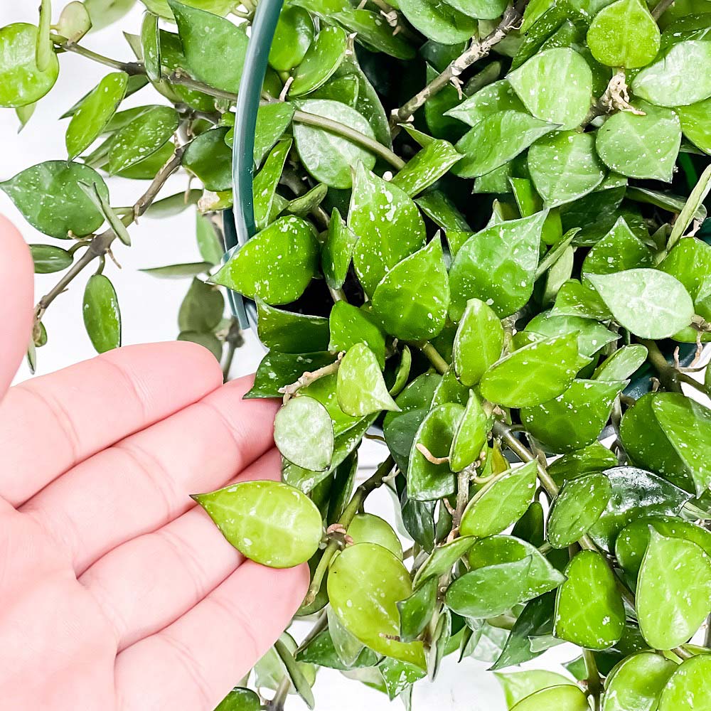 PLANCHU 観葉植物 ホヤ クローニアナ グローエン 4号吊り鉢 育て方説明書付き Hoya krohniana ‘Groen’ ガガイモ サクララン 桜蘭