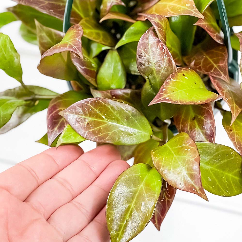 PLANCHU 観葉植物 ホヤ オブスクラ 4号吊り鉢 育て方説明書付き Hoya obscura ガガイモ サクララン 桜蘭