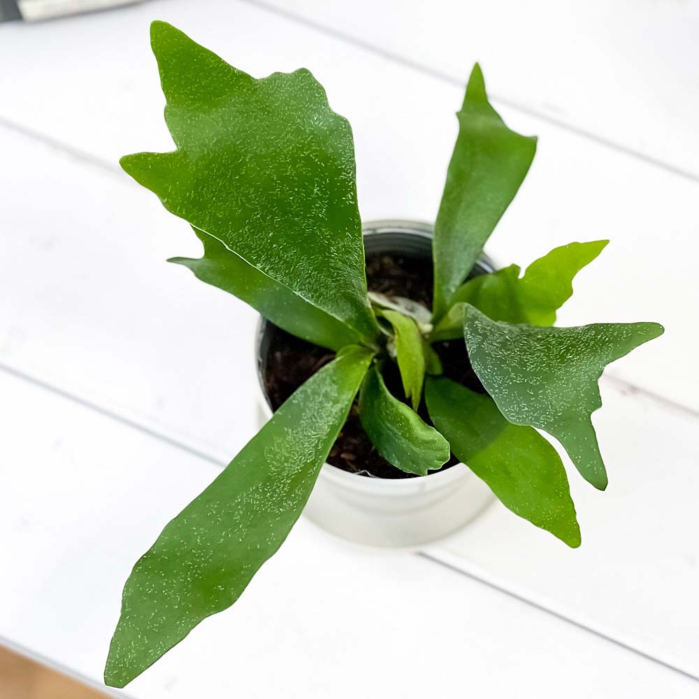 PLANCHU 観葉植物 プラティケリウム アルキコルネ 3.5号鉢 受け皿付き 育て方説明書付き Platycerium alcicorne アルシコルネ ビカクシダ コウモリラン シダ植物