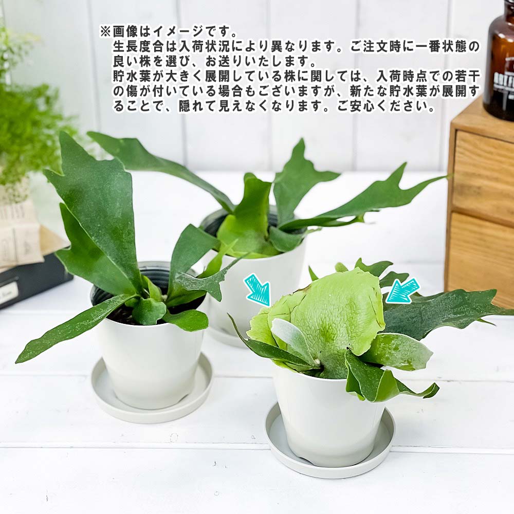 PLANCHU 観葉植物 プラティケリウム アルキコルネ 3.5号鉢 受け皿付き 育て方説明書付き Platycerium alcicorne アルシコルネ ビカクシダ コウモリラン シダ植物