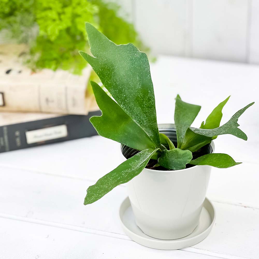 PLANCHU 観葉植物 プラティケリウム アルキコルネ 3.5号鉢 受け皿付き 育て方説明書付き Platycerium alcicorne アルシコルネ ビカクシダ コウモリラン シダ植物
