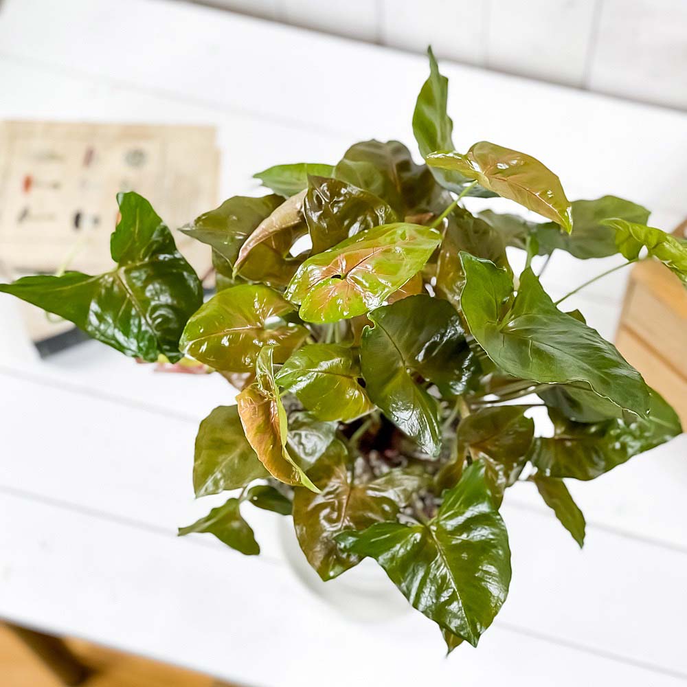 PLANCHU 観葉植物 シンゴニウム マリア 6号鉢 受け皿付き 育て方説明書付き Syngonium podophyllum ‘Maria’ アロイド