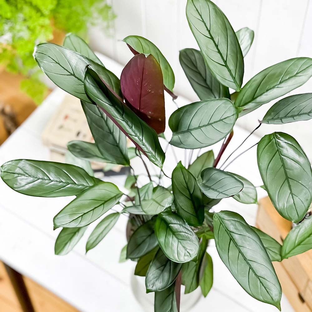 PLANCHU 観葉植物 クテナンテ グレイスター 6号鉢 受け皿付き 育て方説明書付き Ctenanthe setosa ‘Grey Star’ カラテア