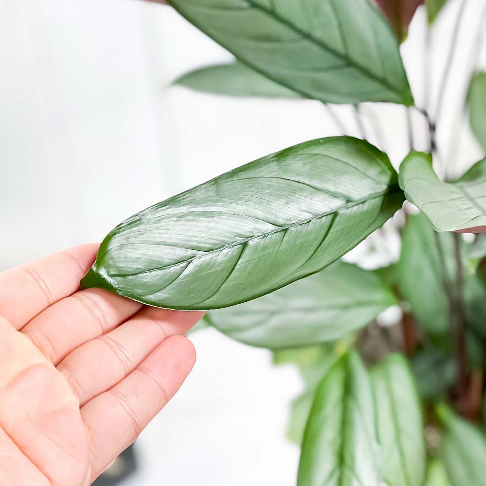 PLANCHU 観葉植物 クテナンテ グレイスター 6号鉢 受け皿付き 育て方説明書付き Ctenanthe setosa ‘Grey Star’ カラテア
