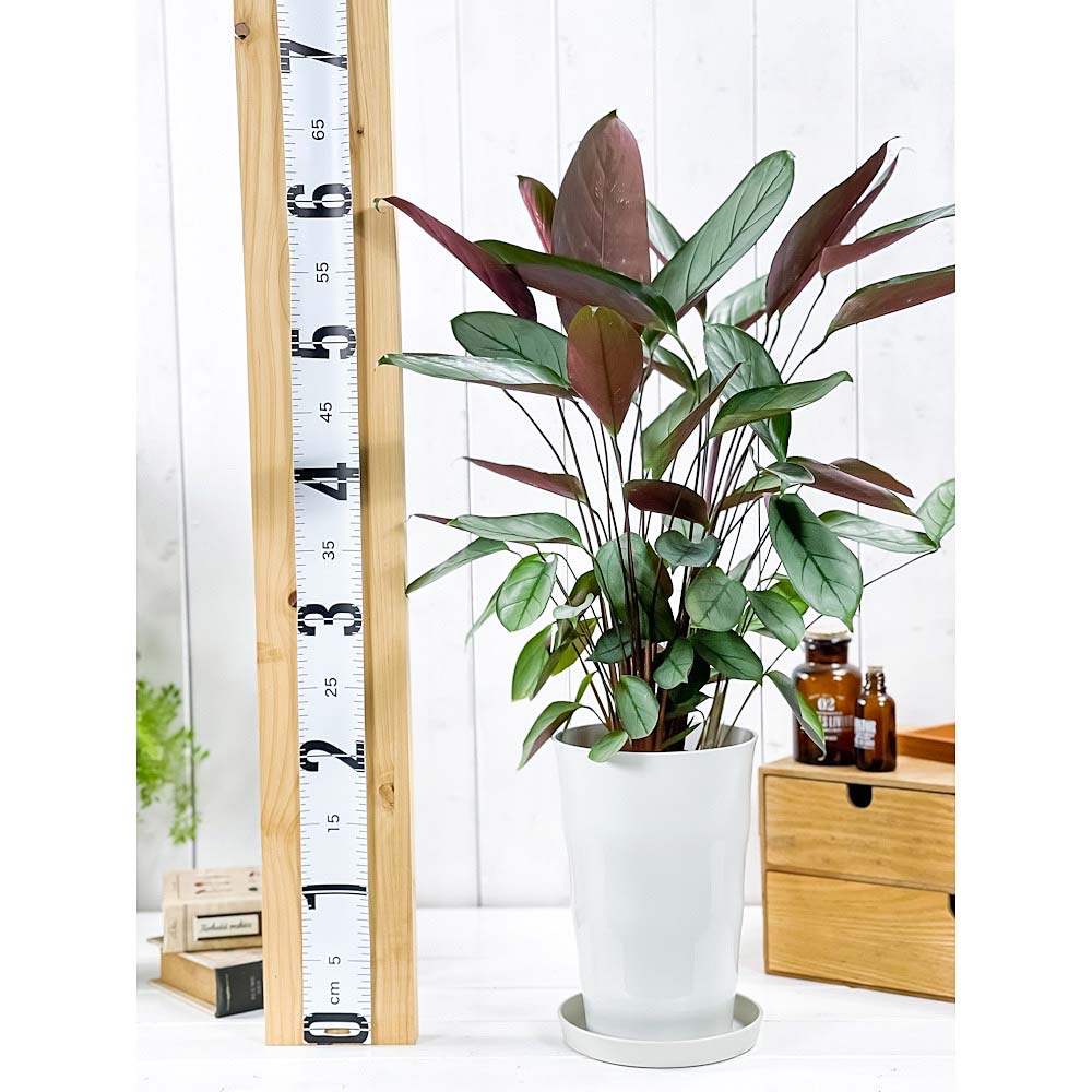 PLANCHU 観葉植物 クテナンテ グレイスター 6号鉢 受け皿付き 育て方説明書付き Ctenanthe setosa ‘Grey Star’ カラテア