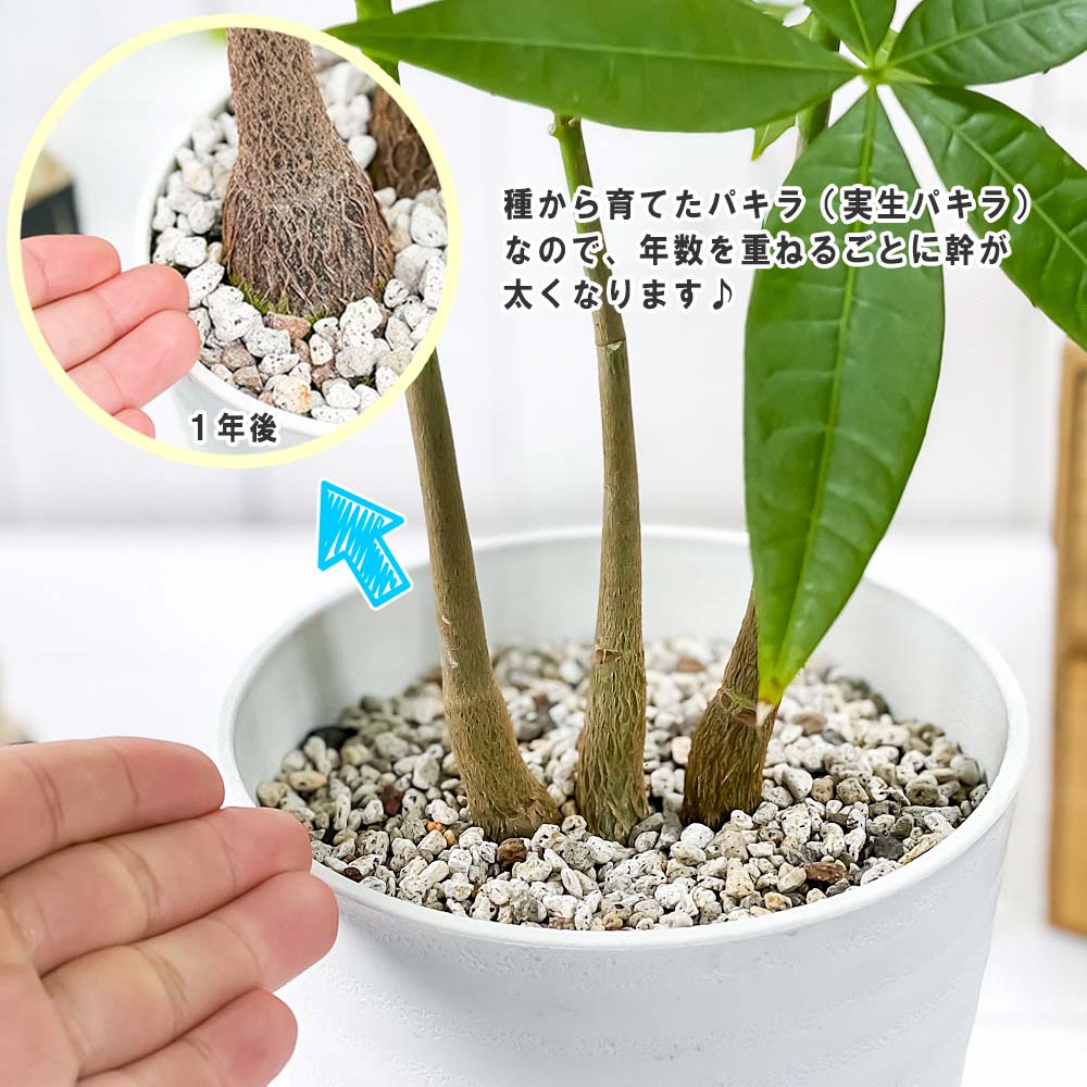 PLANCHU 観葉植物 パキラ ストレート 実生株 5号鉢 受け皿付き 育て方説明書付き Pachira glabra 発財樹 実生