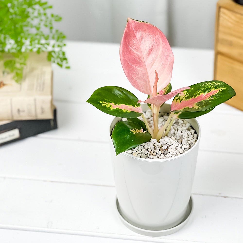 PLANCHU 観葉植物 アグラオネマ チャイナレッド 4号鉢 受け皿付き 育て方説明書付き Aglaonema ‘China Red’ 幸せを招くタイの宝石 アロイド