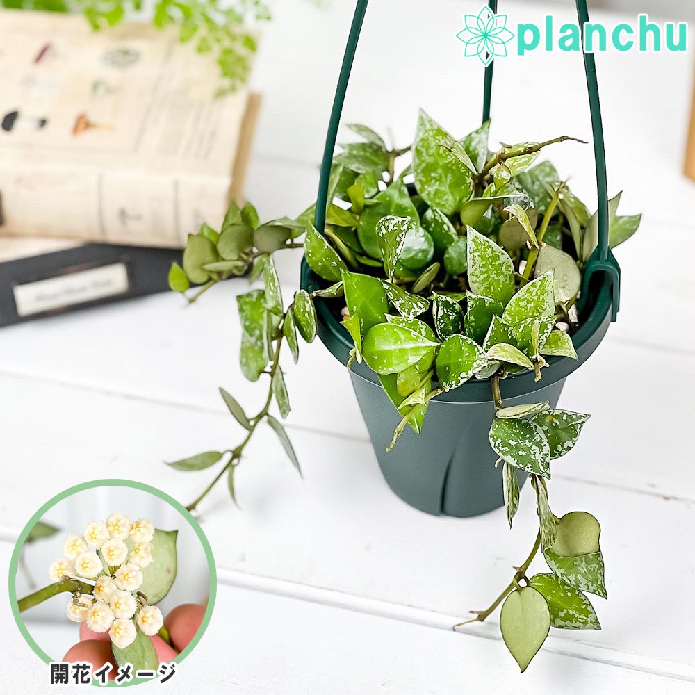 PLANCHU 観葉植物 ホヤ クローニアナ スプラッシュ 4号吊り鉢 育て方説明書付き Hoya krohniana ‘Splash’ ガガイモ サクララン 桜蘭