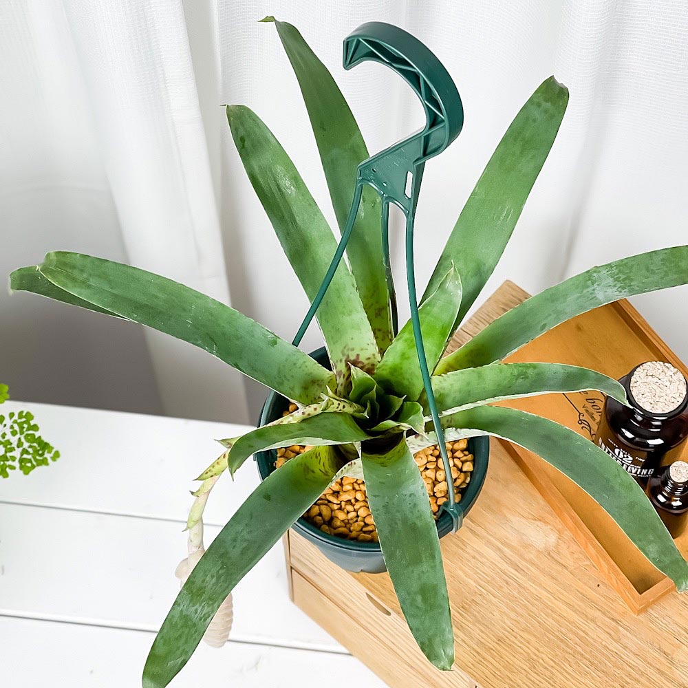 PLANCHU 観葉植物 フリーセア レイシー 5号吊り鉢 育て方説明書付き Vriesea ‘Lacy’ ブロメリア タンクブロメリア