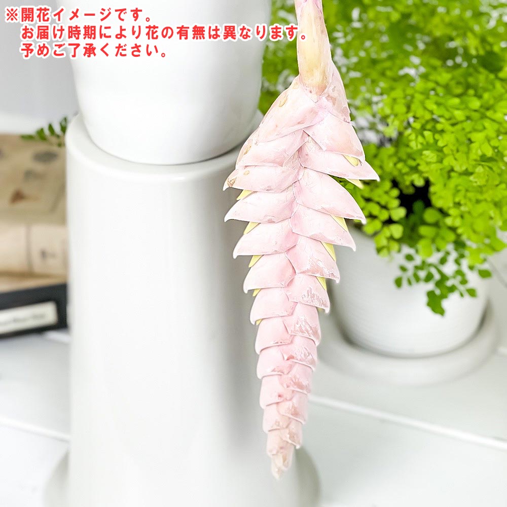 PLANCHU 観葉植物 フリーセア レイシー 5号吊り鉢 育て方説明書付き Vriesea ‘Lacy’ ブロメリア タンクブロメリア