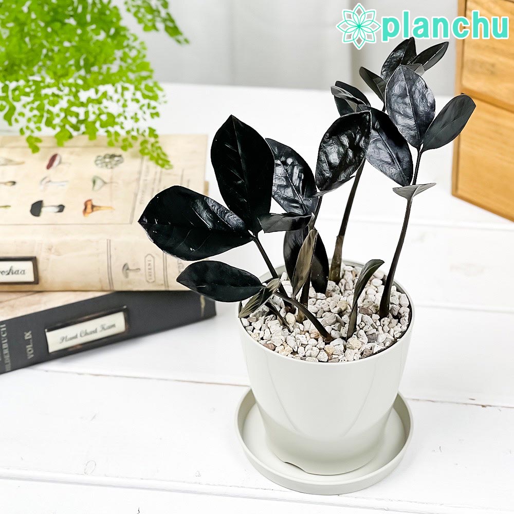 PLANCHU 観葉植物 ザミオクルカス レイヴン 3.5号鉢 受け皿付き 育て方説明書付き PVP Zamioculcas ‘Raven’ レイブン 金銭樹