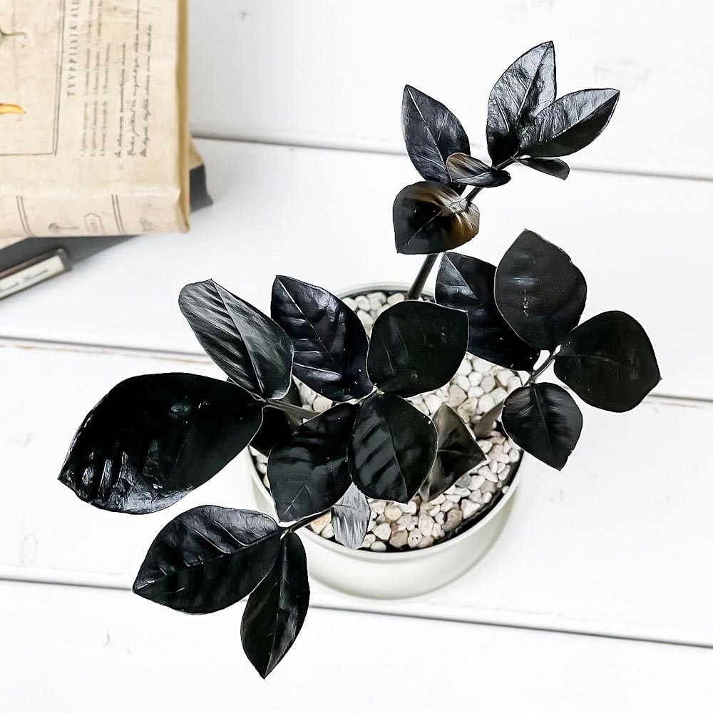 PLANCHU 観葉植物 ザミオクルカス レイヴン 3.5号鉢 受け皿付き 育て方説明書付き PVP Zamioculcas ‘Raven’ レイブン 金銭樹
