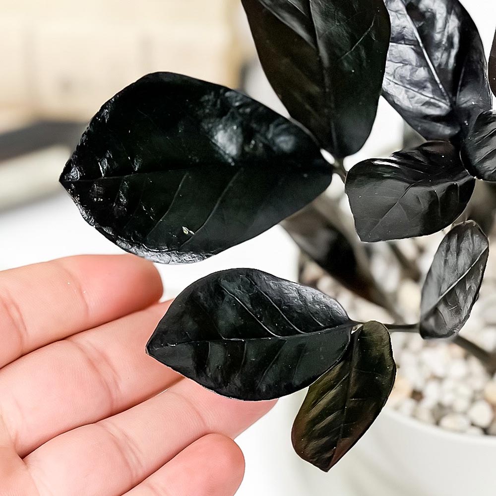 PLANCHU 観葉植物 ザミオクルカス レイヴン 3.5号鉢 受け皿付き 育て方説明書付き PVP Zamioculcas ‘Raven’ レイブン 金銭樹