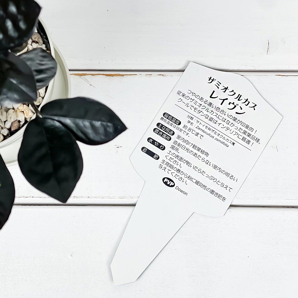 PLANCHU 観葉植物 ザミオクルカス レイヴン 3.5号鉢 受け皿付き 育て方説明書付き PVP Zamioculcas ‘Raven’ レイブン 金銭樹