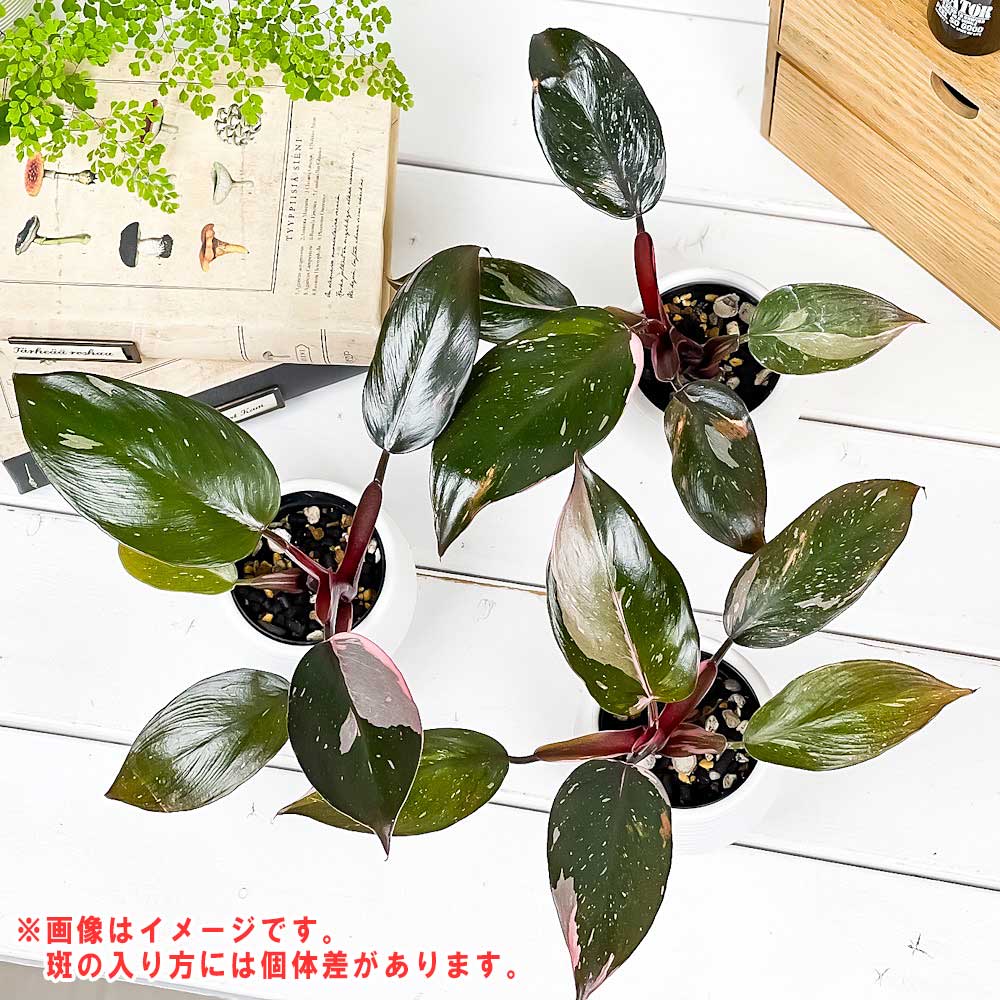 PLANCHU 観葉植物 フィロデンドロン ピンクプリンセス 3号丸鉢 受け皿付き 育て方説明書付き Philodendron ‘Pink Princess’ アロイド