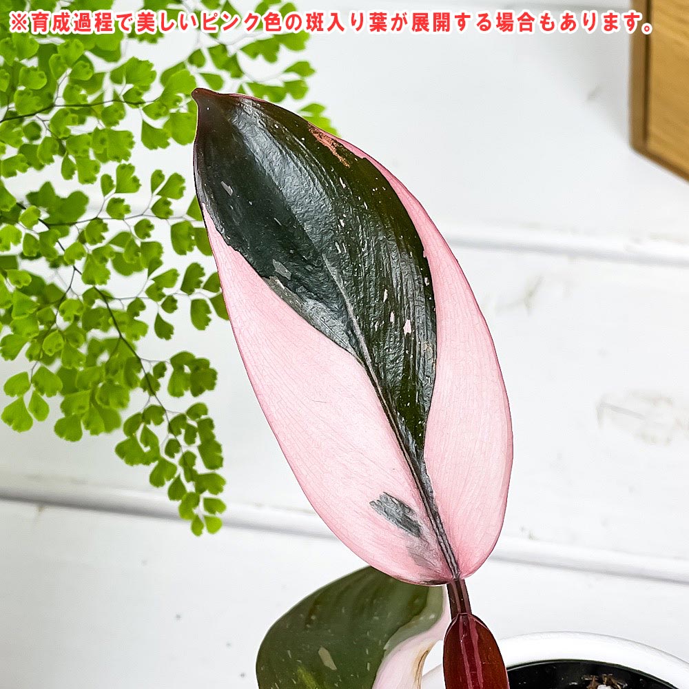 PLANCHU 観葉植物 フィロデンドロン ピンクプリンセス 3号丸鉢 受け皿付き 育て方説明書付き Philodendron ‘Pink Princess’ アロイド