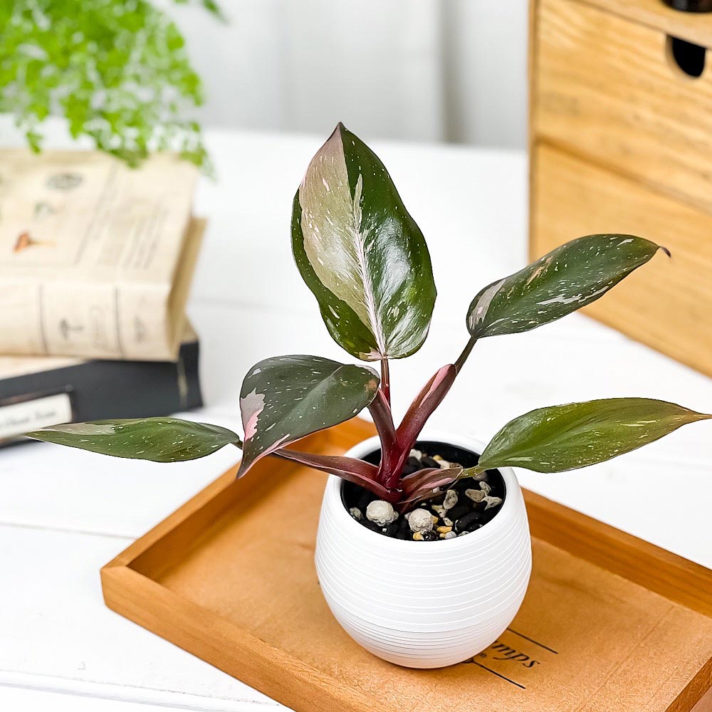 PLANCHU 観葉植物 フィロデンドロン ピンクプリンセス 3号丸鉢 受け皿付き 育て方説明書付き Philodendron ‘Pink Princess’ アロイド
