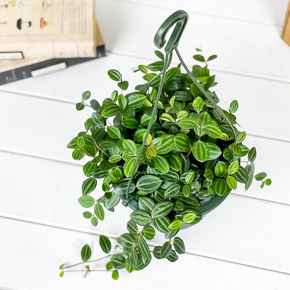 PLANCHU 観葉植物 ペペロミア ビートル 5号吊り鉢 育て方説明書付き Peperomia angulata アングラータ
