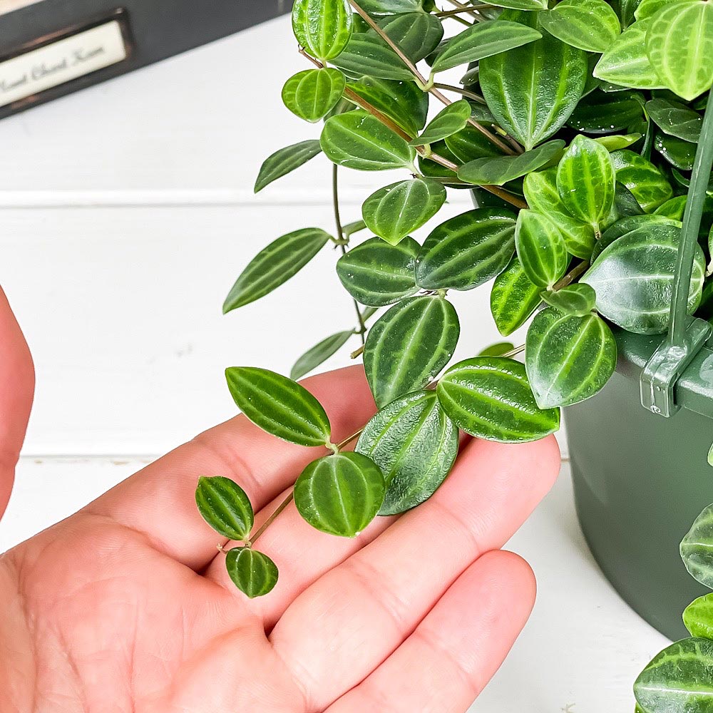 PLANCHU 観葉植物 ペペロミア ビートル 5号吊り鉢 育て方説明書付き Peperomia angulata アングラータ