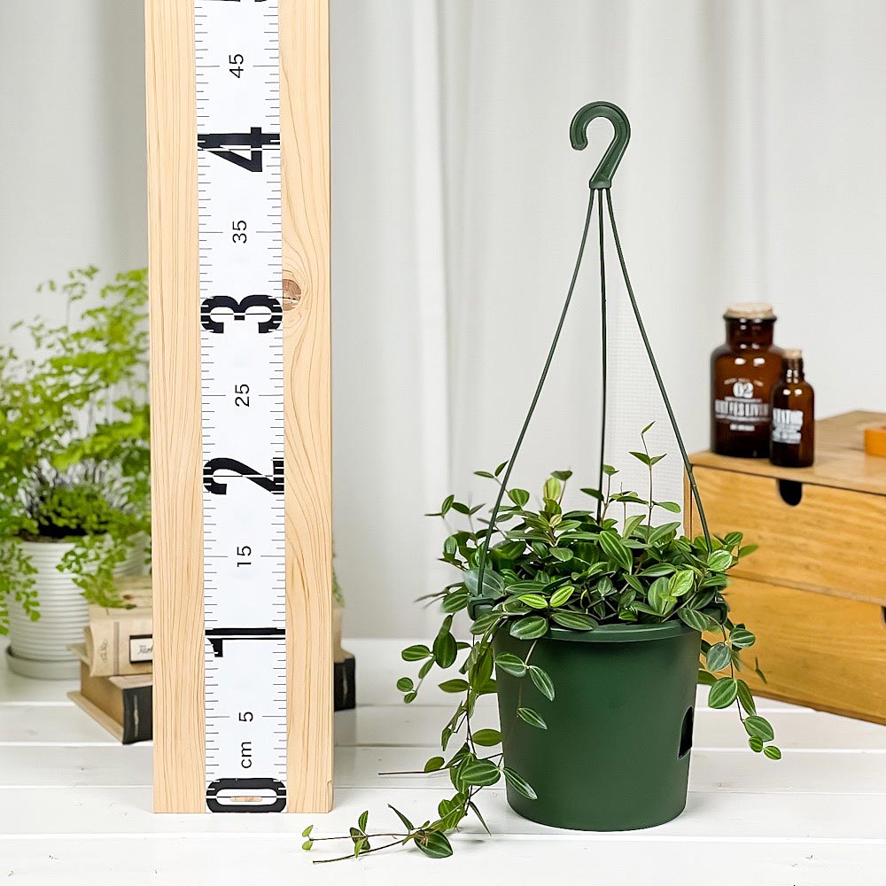 PLANCHU 観葉植物 ペペロミア ビートル 5号吊り鉢 育て方説明書付き Peperomia angulata アングラータ