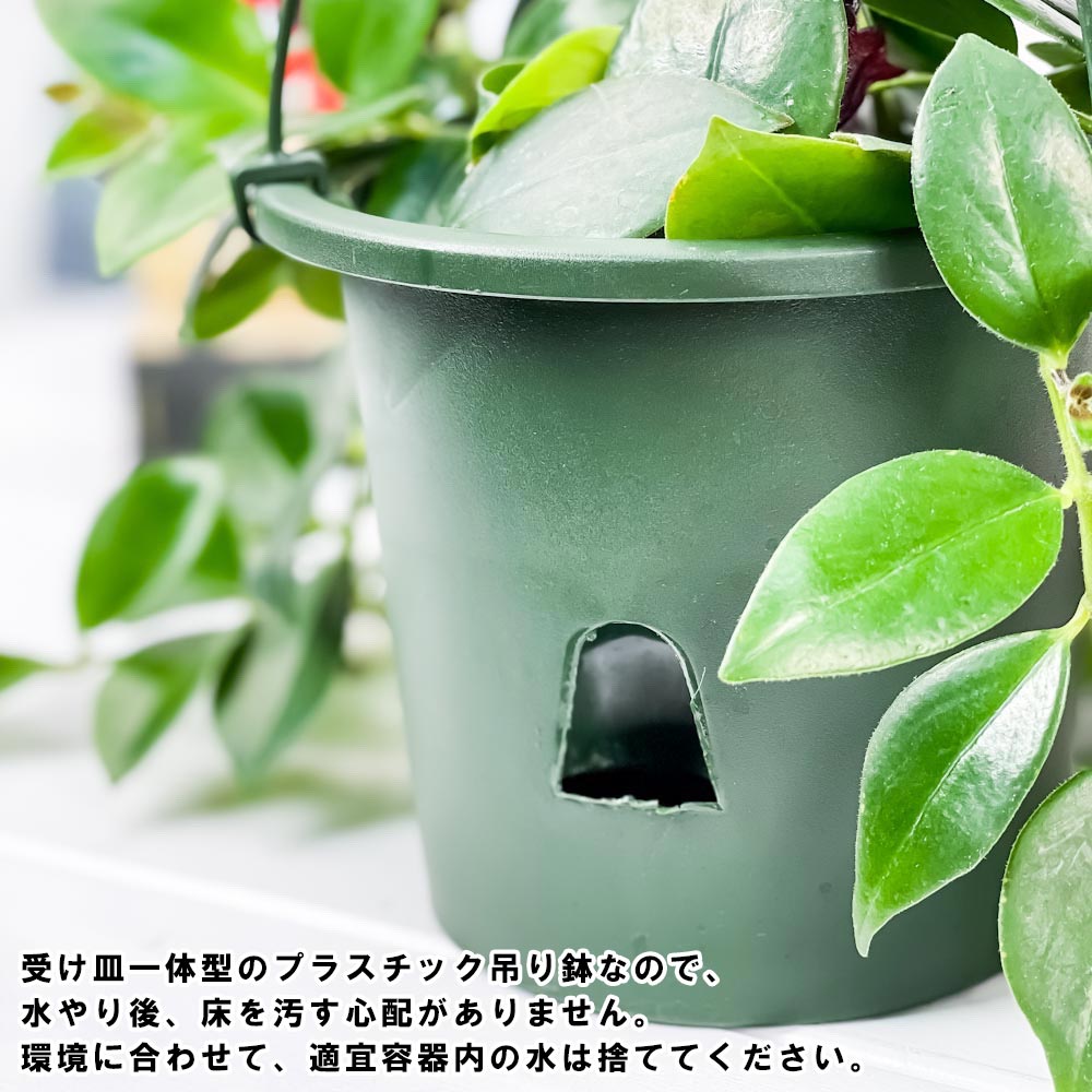 PLANCHU 観葉植物 ペペロミア ビートル 5号吊り鉢 育て方説明書付き Peperomia angulata アングラータ