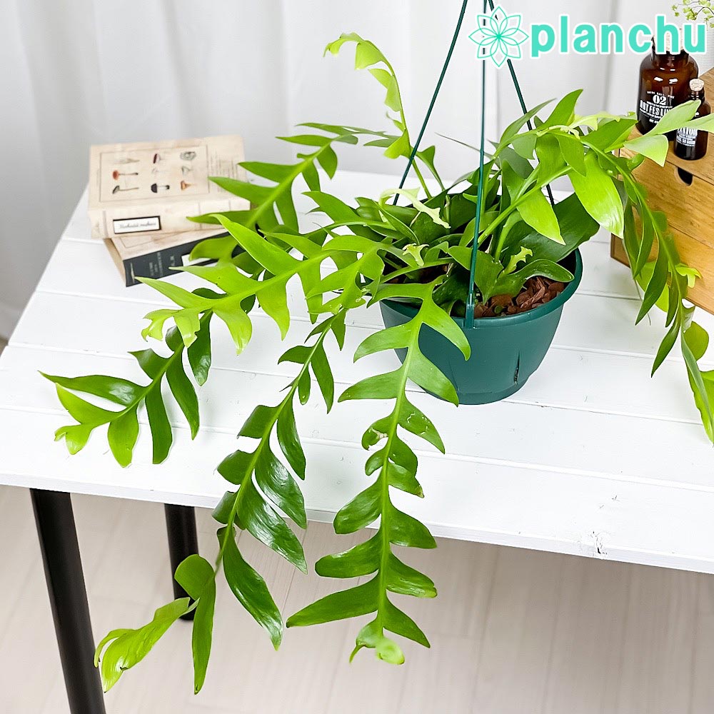 PLANCHU 観葉植物 エピフィルム クリソカルディウム 7号吊り鉢 育て方