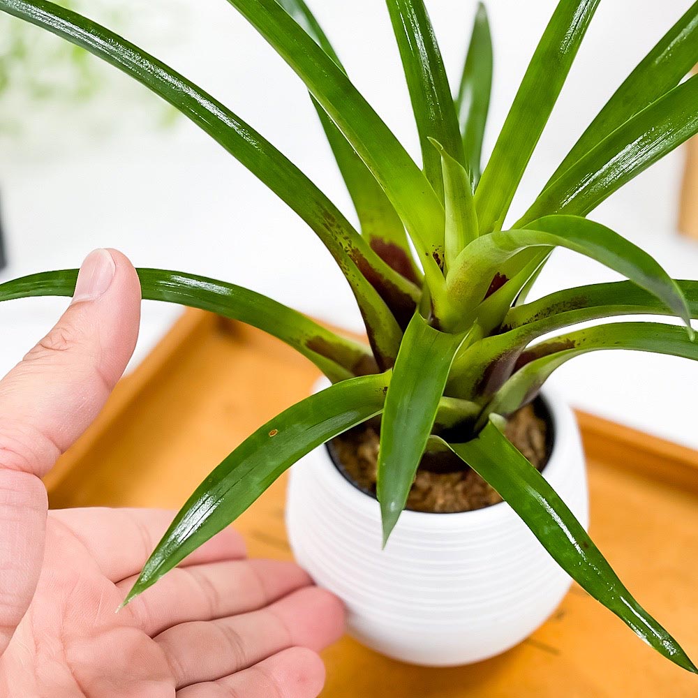 PLANCHU 観葉植物 フリーセア コルコバデンシス 3号丸鉢 受け皿付き 育て方説明書付き Vriesea corcovadensisブロメリア