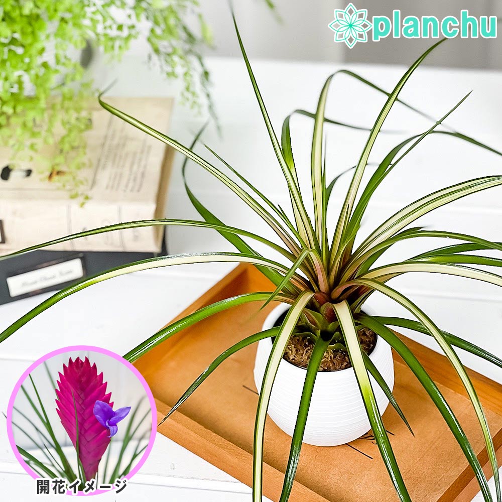 PLANCHU 観葉植物 ワリシア キアネア 斑入り 3号丸鉢 受け皿付き 育て方説明書付き Wallisia cyanea ‘Variegata’ バリエガータ ブロメリア ティランジア