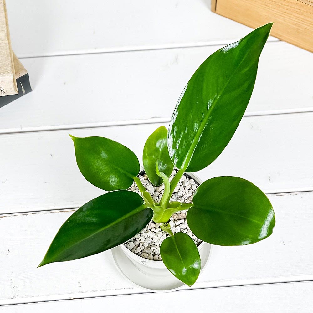 PLANCHU 観葉植物 フィロデンドロン ミリオンズ 3.5号鉢 受け皿付き 育て方説明書付き Philodendron ‘Millions’ アロイド