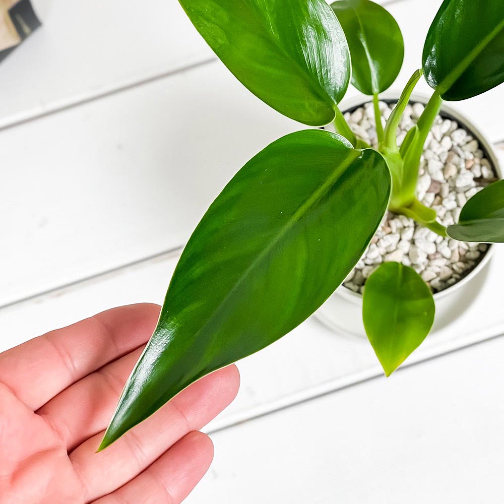 PLANCHU 観葉植物 フィロデンドロン ミリオンズ 3.5号鉢 受け皿付き 育て方説明書付き Philodendron ‘Millions’ アロイド