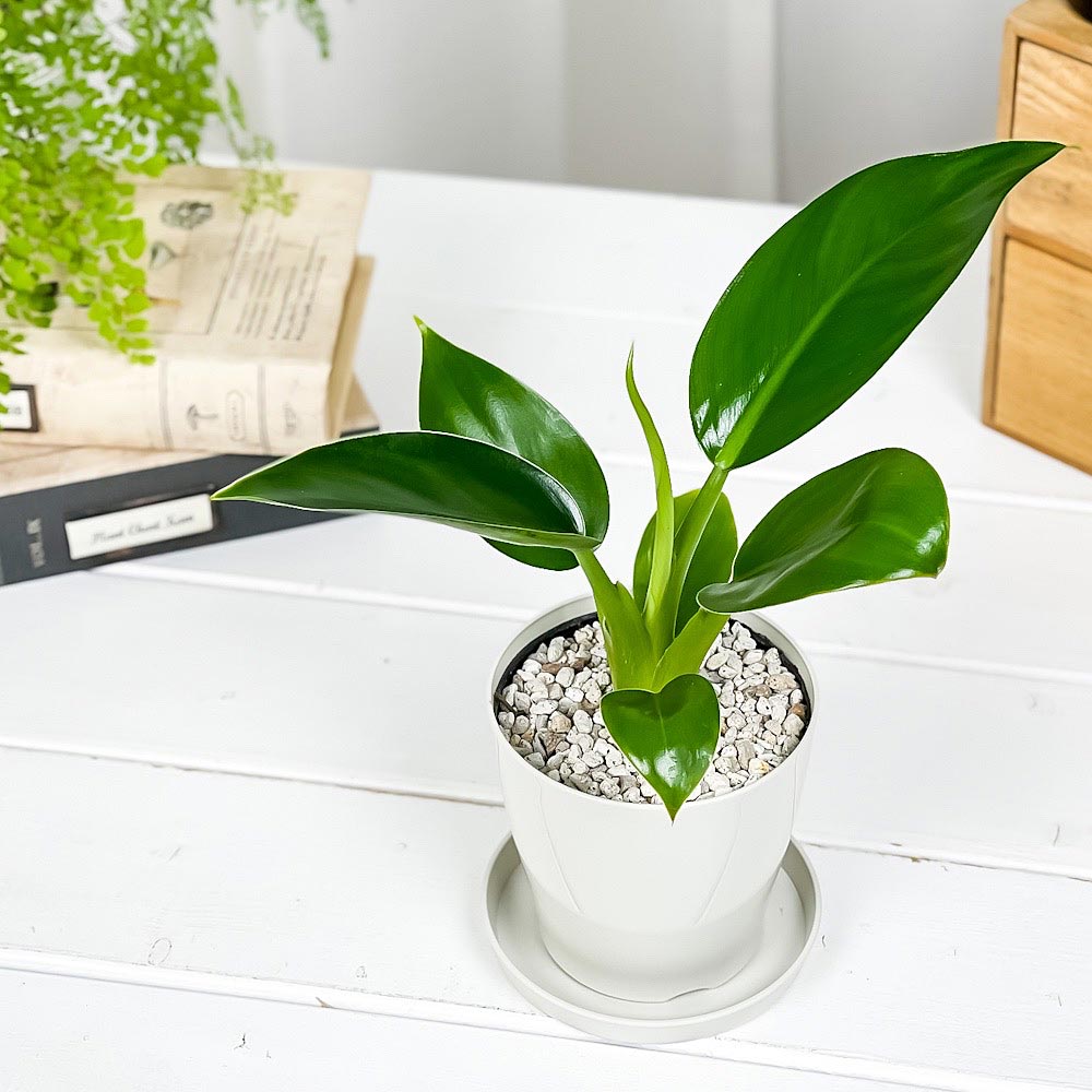 PLANCHU 観葉植物 フィロデンドロン ミリオンズ 3.5号鉢 受け皿付き 育て方説明書付き Philodendron ‘Millions’ アロイド