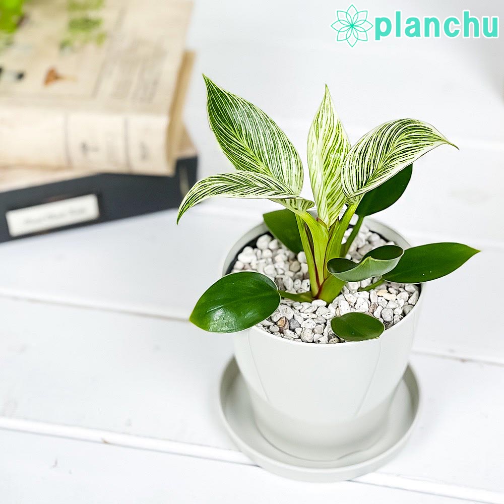 PLANCHU 観葉植物 フィロデンドロン バーキン 3.5号鉢 受け皿付き 育て方説明書付き Philodendron ‘Birkin’ アロイド