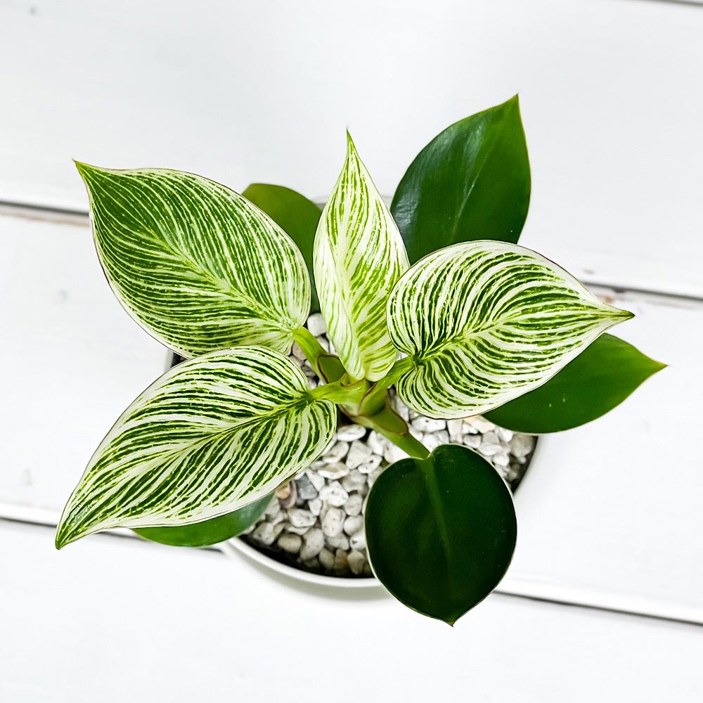 PLANCHU 観葉植物 フィロデンドロン バーキン 3.5号鉢 受け皿付き 育て方説明書付き Philodendron ‘Birkin’ アロイド