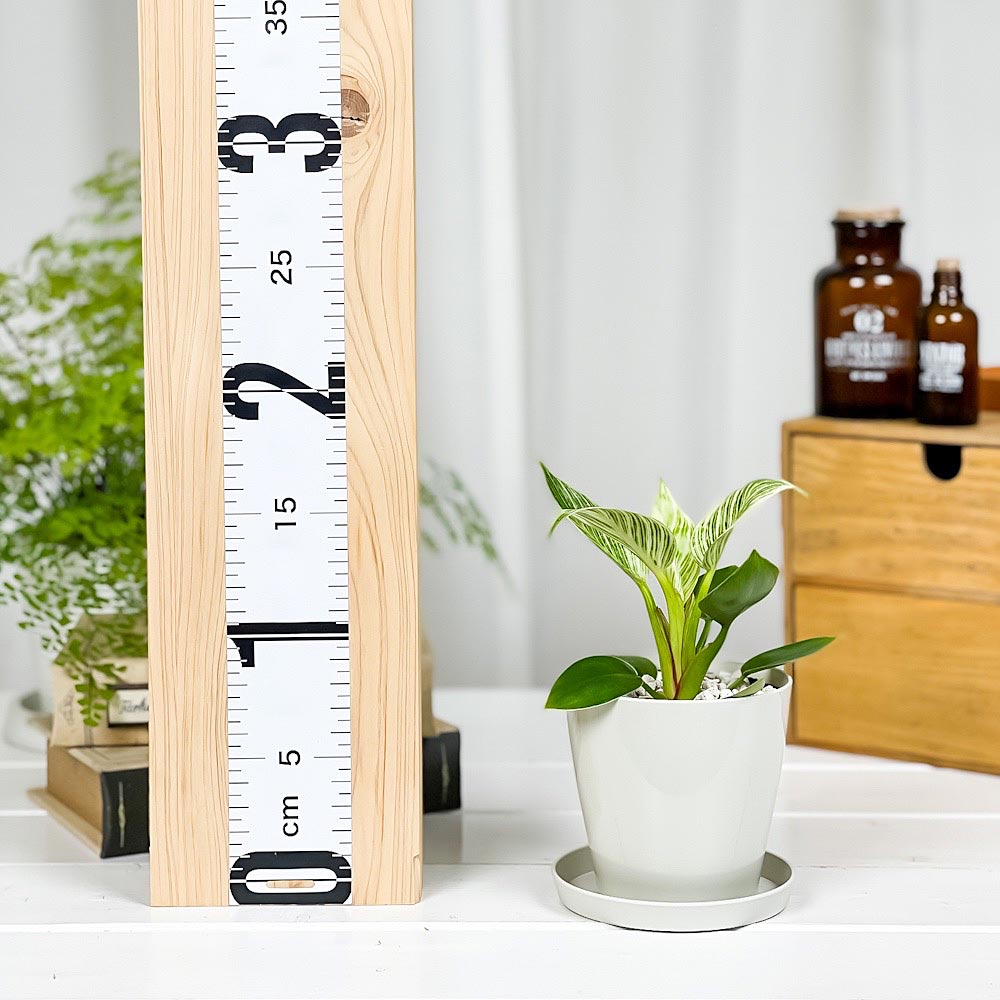 PLANCHU 観葉植物 フィロデンドロン バーキン 3.5号鉢 受け皿付き 育て方説明書付き Philodendron ‘Birkin’ アロイド